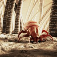 Close up 3D image of a dust mite