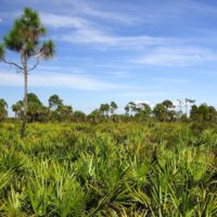 Saw Palmetto trees in the everglades