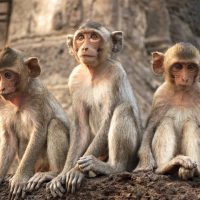 Potentially rabid monkeys sat on eastern temple tourism site