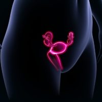 3D Illustration of womands ovaries and uterus