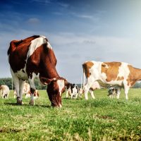 Herd of cows at summer green field