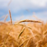 A Barley Field With Shining Golden Barley Ears In Late Summer