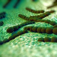 Streptococcus pneumoniae or pneumococcus a Gram-positive coccus shaped pathogenic bacteria which causes many types of pneumococcal infections in addition to pneumonia