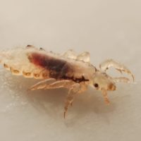 Close up image of a head louse