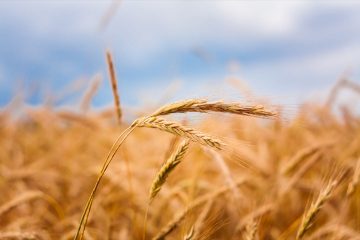 A Barley Field With Shining Golden Barley Ears In Late Summer