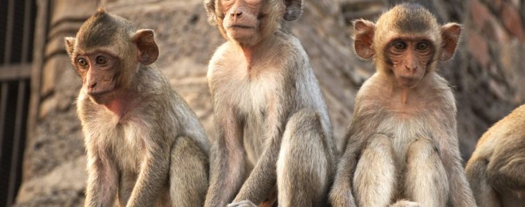 Potentially rabid monkeys sat on eastern temple tourism site