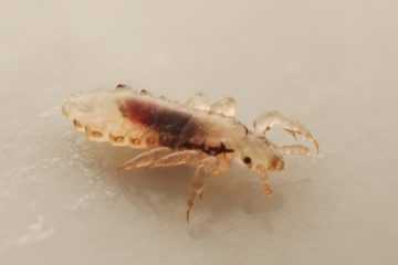 Close up image of a head louse