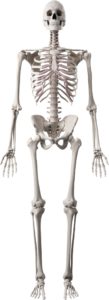 Human skeleton with bones