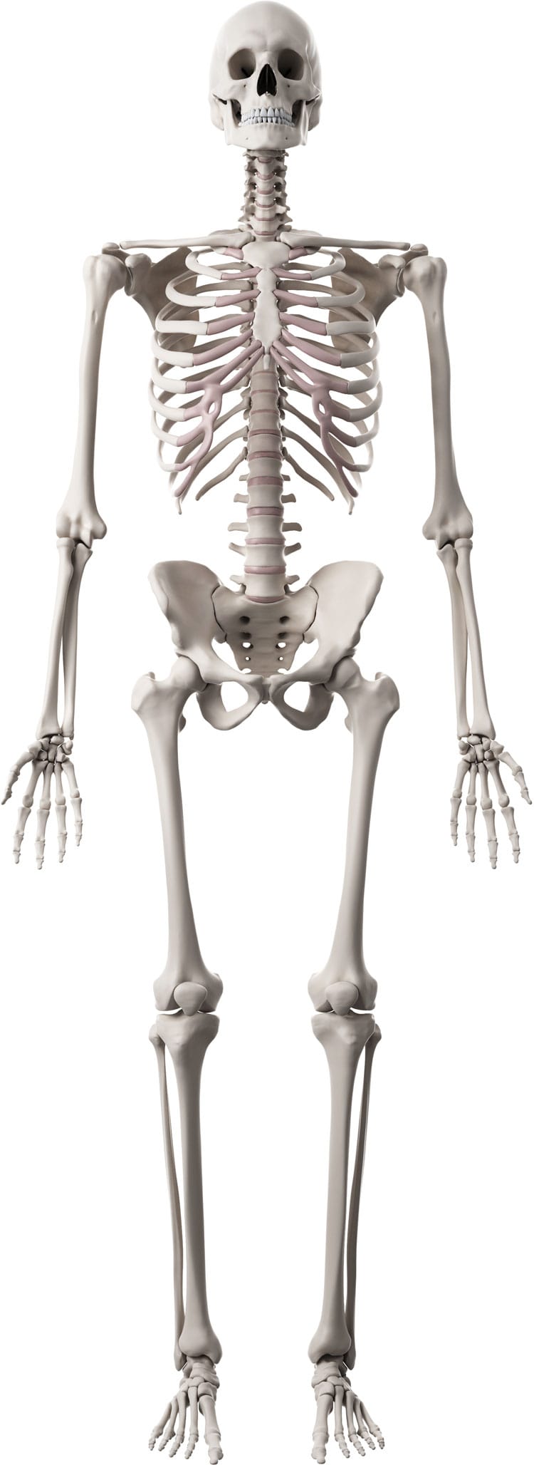 Skeleton Human Back Bones : 206 bones of the human skeleton. But we